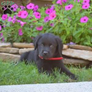 Snoopy, Golden Retriever Mix Puppy