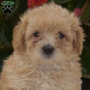 Snoopy, Maltipoo Puppy