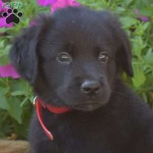 Snoopy, Golden Retriever Mix Puppy