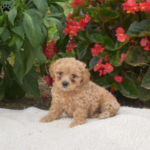 Sofia, Maltipoo Puppy