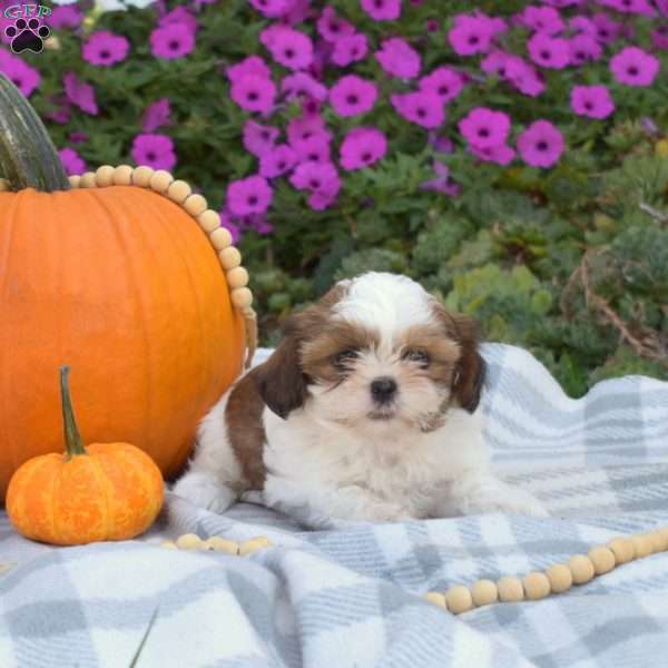 Sofia, Shih Tzu Puppy