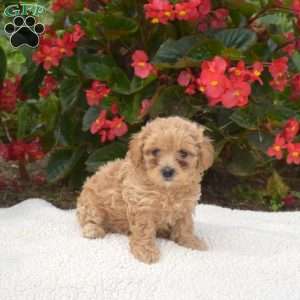 Sofia, Maltipoo Puppy