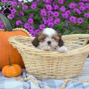 Sofia, Shih Tzu Puppy