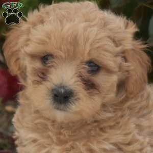 Sofia, Maltipoo Puppy
