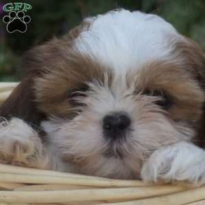 Sofia, Shih Tzu Puppy