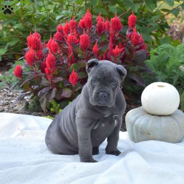 Sonya, Cane Corso Puppy