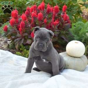 Sonya, Cane Corso Puppy