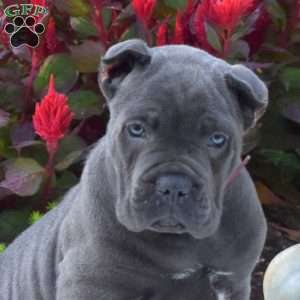 Sonya, Cane Corso Puppy