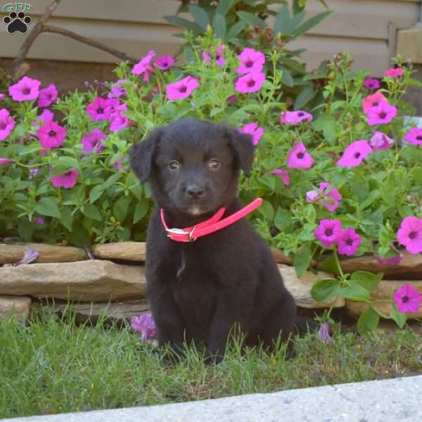 Sophia, Golden Retriever Mix Puppy