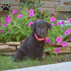 Sophia, Golden Retriever Mix Puppy