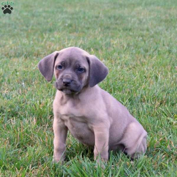 Sophie, Cane Corso Puppy