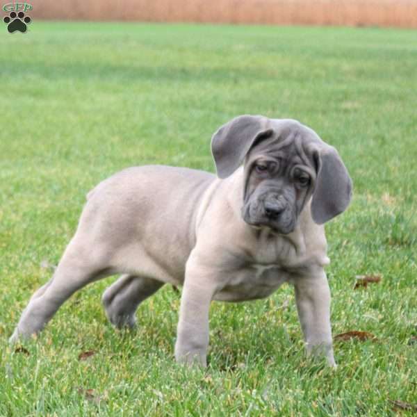Sophie, Cane Corso Puppy