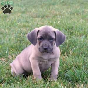 Sophie, Cane Corso Puppy