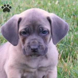 Sophie, Cane Corso Puppy