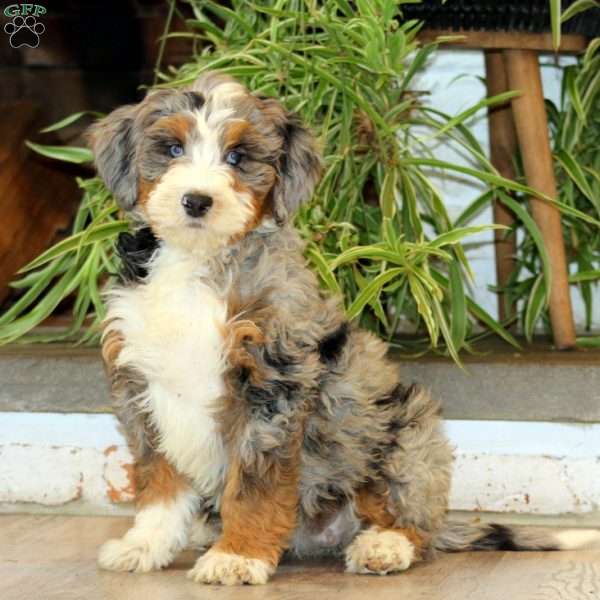 Sophie, Bernedoodle Puppy