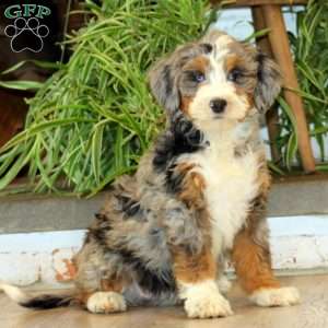 Sophie, Bernedoodle Puppy