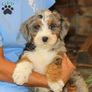 Sophie, Bernedoodle Puppy