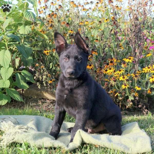 Sparkles, German Shepherd Puppy