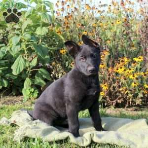 Sparkles, German Shepherd Puppy