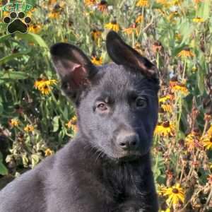 Sparkles, German Shepherd Puppy