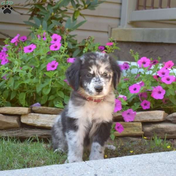 Sparky, Golden Retriever Mix Puppy