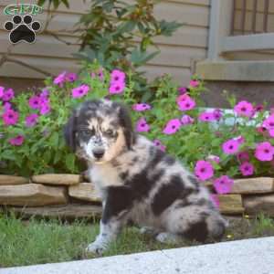Sparky, Golden Retriever Mix Puppy