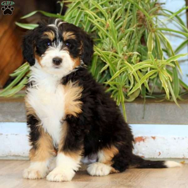 Special, Bernedoodle Puppy