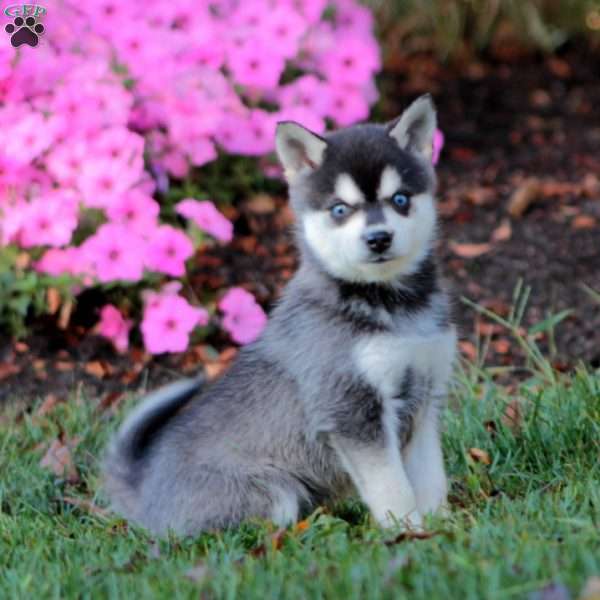 Special, Alaskan Klee Kai Puppy