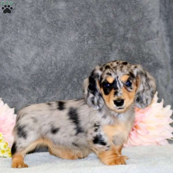 Special, Dachshund Puppy