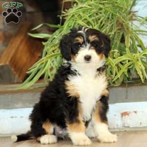 Special, Bernedoodle Puppy