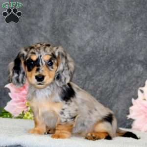 Special, Dachshund Puppy