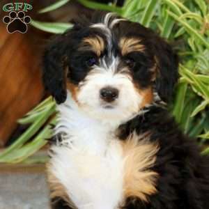 Special, Bernedoodle Puppy