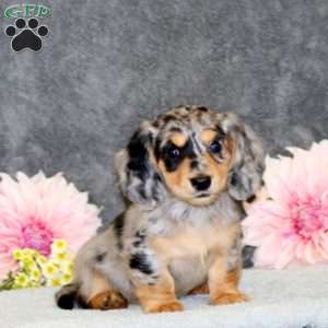 Special, Dachshund Puppy