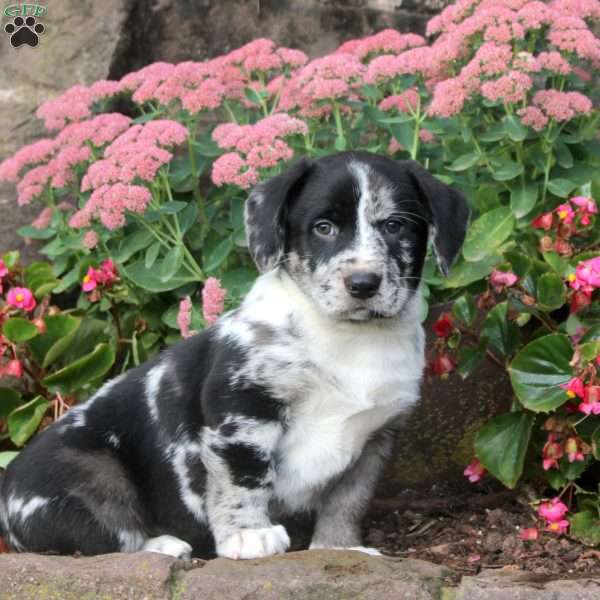 Speckles, Labrador Mix Puppy