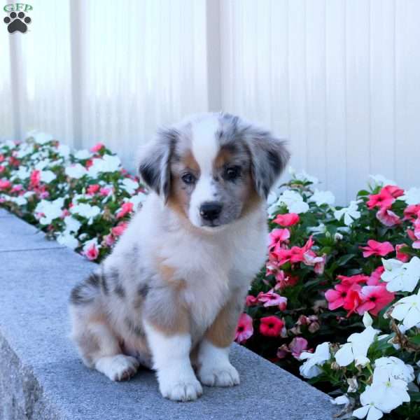 Spencer, Miniature Australian Shepherd Puppy