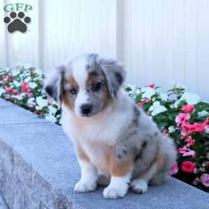Spencer, Miniature Australian Shepherd Puppy