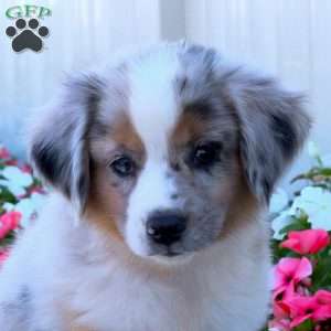 Spencer, Miniature Australian Shepherd Puppy