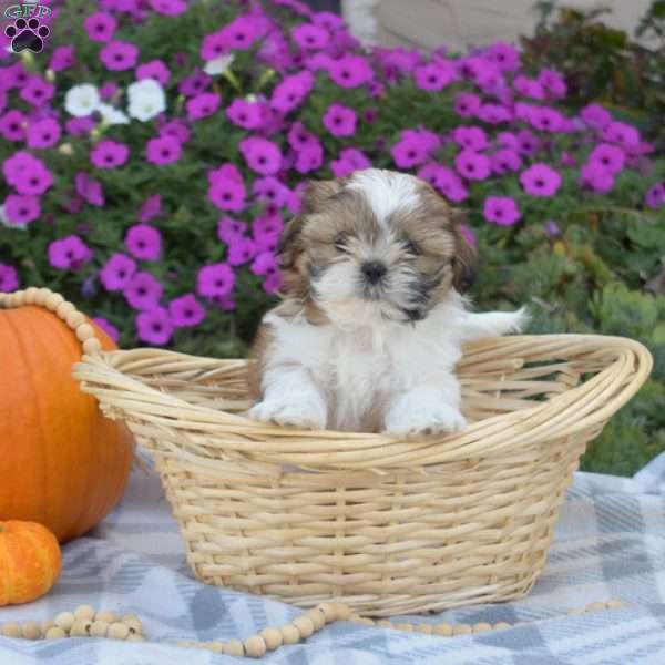 Sprinkles, Shih Tzu Puppy