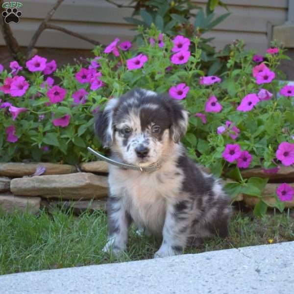 Sprinkles, Golden Retriever Mix Puppy