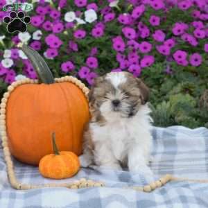 Sprinkles, Shih Tzu Puppy