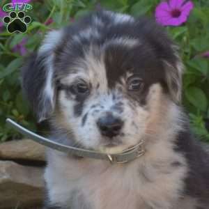 Sprinkles, Golden Retriever Mix Puppy