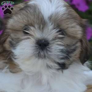 Sprinkles, Shih Tzu Puppy