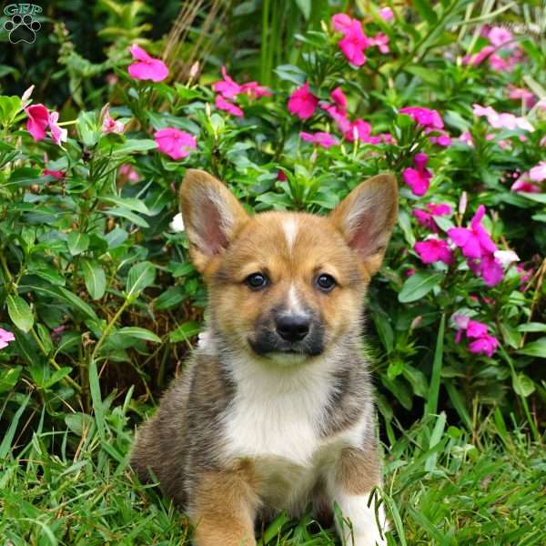 Spunky, Welsh Corgi Mix Puppy
