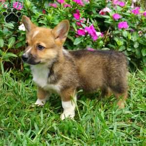 Spunky, Welsh Corgi Mix Puppy