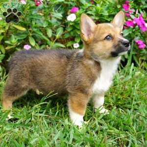 Spunky, Welsh Corgi Mix Puppy