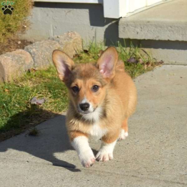 Star, Pembroke Welsh Corgi Puppy