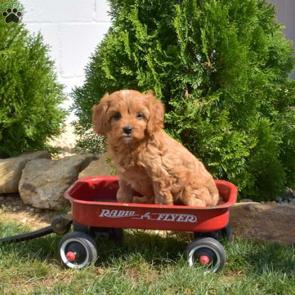 Star, Cavapoo Puppy