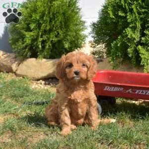 Star, Cavapoo Puppy