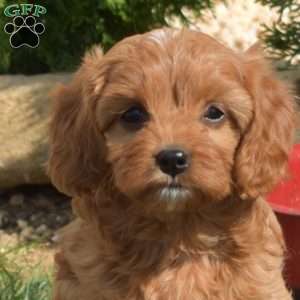 Star, Cavapoo Puppy