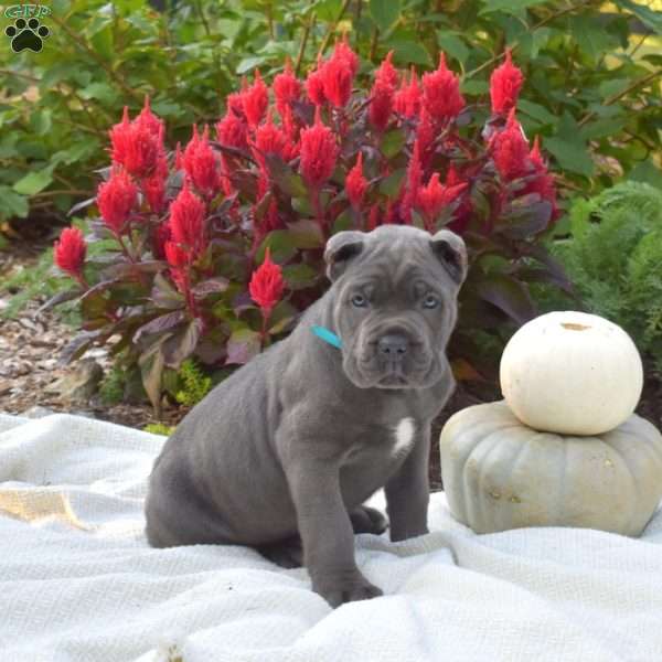 Star, Cane Corso Puppy